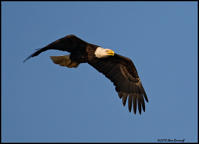 _0SB0588 american bald eagle.jpg